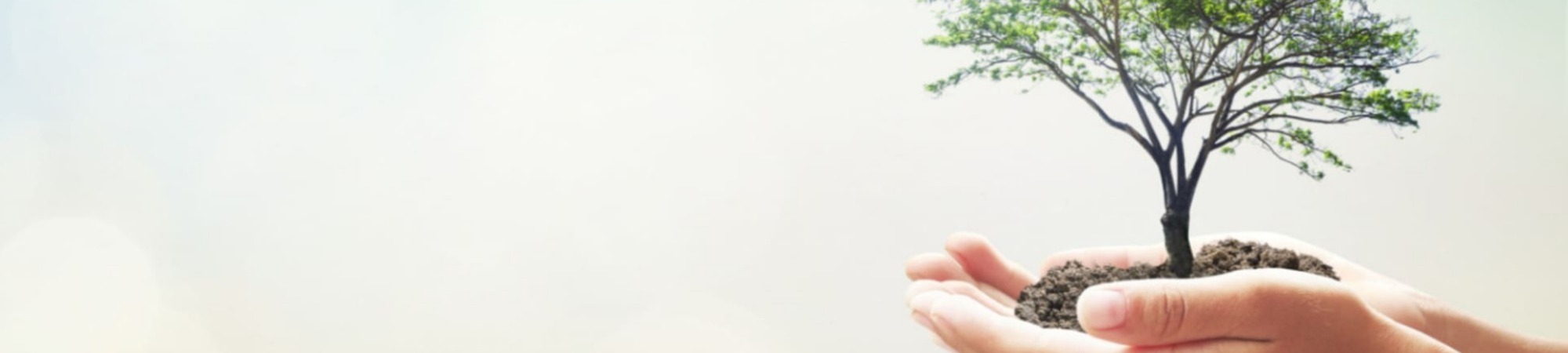 Hands holding miniature tree over blurred green forest background